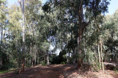 yol - araçlar ve yayalar için bir mühendislik yapısı. 