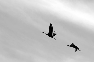 Gökyüzünün rengi ve türünü bağlıdır günün saati, yıl ve ana hava zaman 