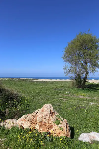 Pierres Trouvent Sur Les Rives Mer Méditerranée Dans Nord Israël — Photo