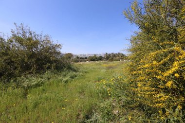 Hayfa - Kuzey İsrail'in Akdeniz kıyısında bir şehir 