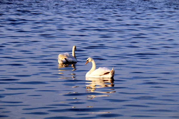 Manhã Cedo Nascer Sol Junto Lago — Fotografia de Stock