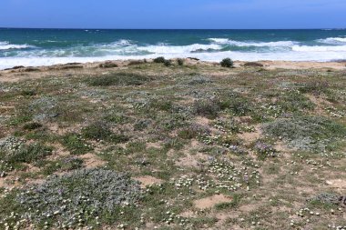 İsrail 'in kuzeyindeki Akdeniz kıyısında. 