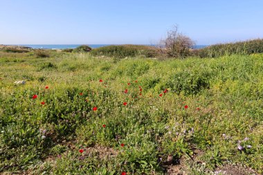 İsrail 'in kuzeyindeki Akdeniz kıyısında. 