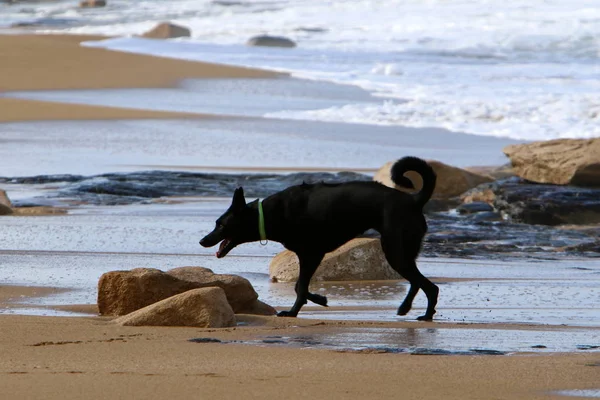 Coast Mediterranean Sea North Israel — Stock Photo, Image