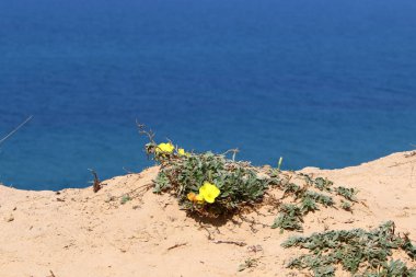 İsrail 'in kuzeyindeki Akdeniz kıyısında. 