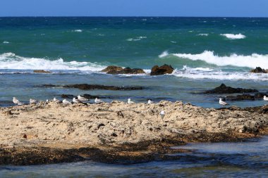 İsrail 'in kuzeyindeki Akdeniz kıyısında. 