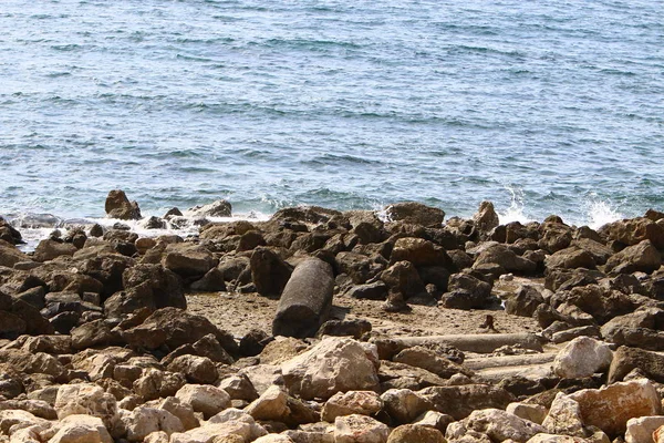 Costa Mar Mediterrâneo Norte Israel — Fotografia de Stock