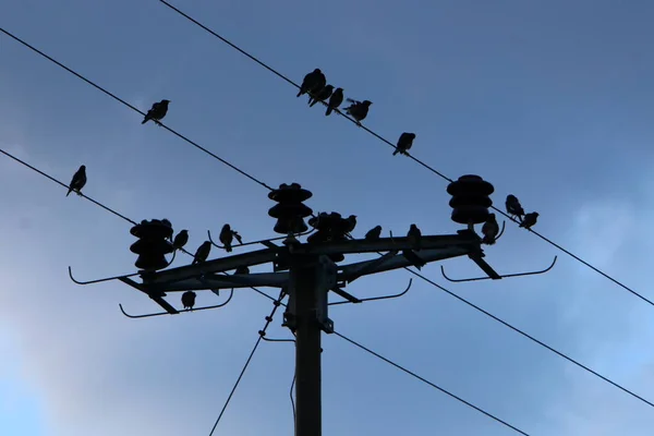 Fio Produto Elétrico Que Serve Para Conectar Fonte Corrente Elétrica — Fotografia de Stock