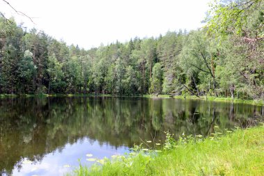 yansıma bitki ve su yapıları 