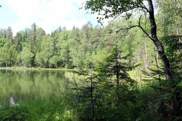 Weerspiegeling Van Planten Structuren Water — Stockfoto