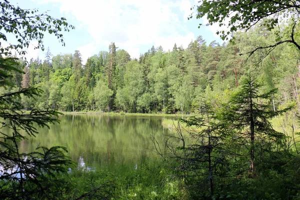 Reflektion Växter Och Strukturer Vatten — Stockfoto