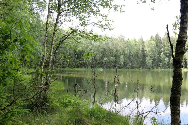 yansıma bitki ve su yapıları 