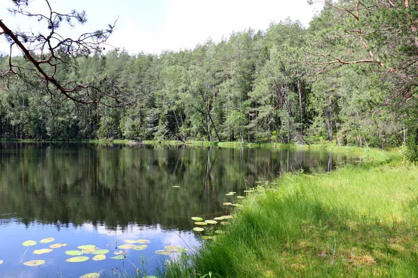 yansıma bitki ve su yapıları 