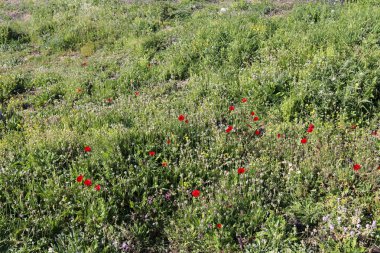 Doğa ve İsrail closeup çiçek fotoğrafı 