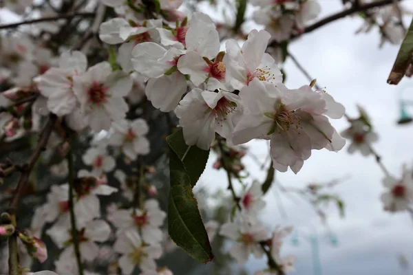 Foto Natureza Flores Israel Close — Fotografia de Stock