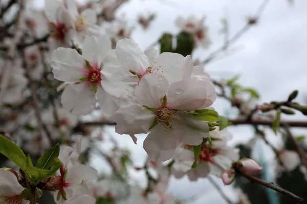 Foto Natureza Flores Israel Close — Fotografia de Stock