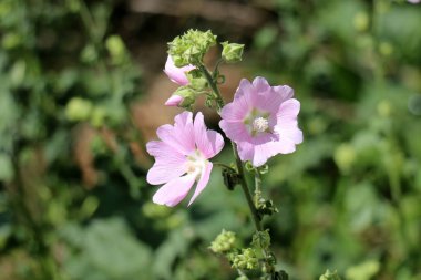 Doğa ve İsrail closeup çiçek fotoğrafı 
