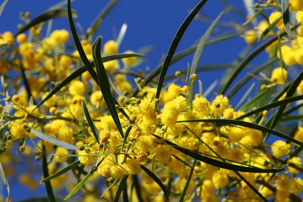 Foto Natureza Flores Israel Close — Fotografia de Stock