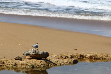 İsrail 'in kuzeyindeki Akdeniz kıyısında. 