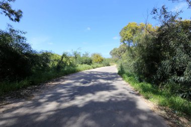 Mimoza ve akasya yol ülke büyür 