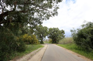 Mimoza ve akasya yol ülke büyür 