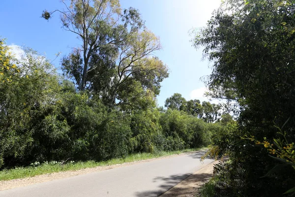 Country Road Grows Mimosa Acacia — Stock Photo, Image