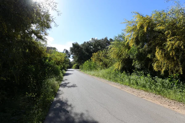 Largo Del Camino Rural Crece Mimosa Acacia — Foto de Stock