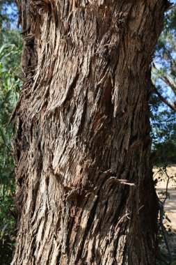 Doku - ahşap kadar öğeleri baskın yönünü. 