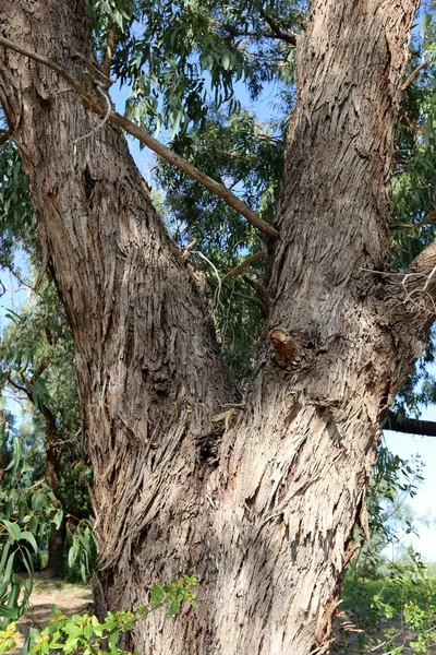 构成木材的元素的主要方向 — 图库照片