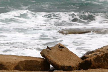 İsrail 'in kuzeyindeki Akdeniz kıyısında. 