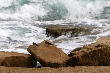 İsrail 'in kuzeyindeki Akdeniz kıyısında. 