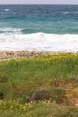 İsrail 'in kuzeyindeki Akdeniz kıyısında. 