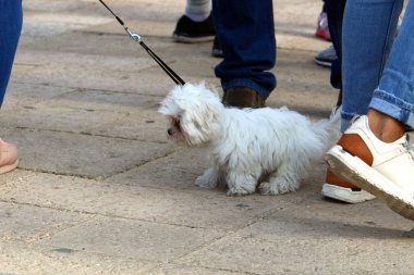 Bir kaldırım sokak tarafında bulunan bir yaya geçit olduğunu 