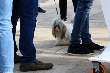 Bir kaldırım sokak tarafında bulunan bir yaya geçit olduğunu 