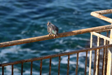 Çit - geçiş için yangın dolapları ve gates geçiş için başka bir bölgede, bir çit korumak için hizmet yapmak. 