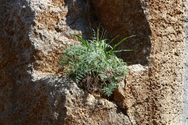 doku ve yapısı, taş ve kaya 