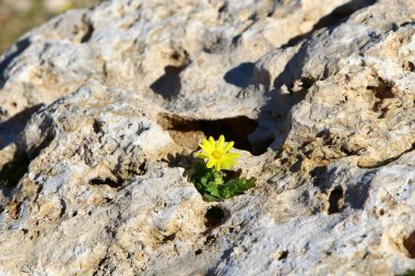 doku ve yapısı, taş ve kaya 