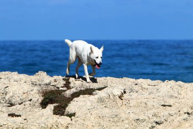 bir köpek Akdeniz sahilinde bir yolda 