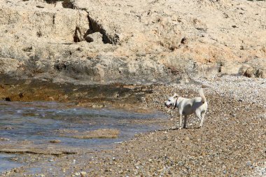 bir köpek Akdeniz sahilinde bir yolda 