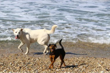 bir köpek Akdeniz sahilinde bir yolda 