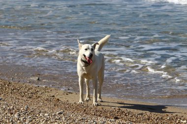 bir köpek Akdeniz sahilinde bir yolda 