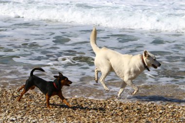 bir köpek Akdeniz sahilinde bir yolda 