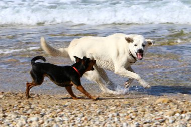 bir köpek Akdeniz sahilinde bir yolda 