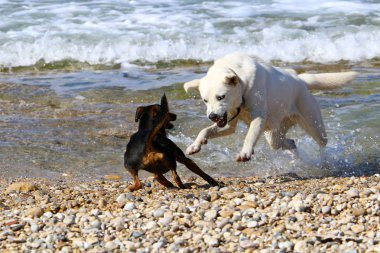 bir köpek Akdeniz sahilinde bir yolda 
