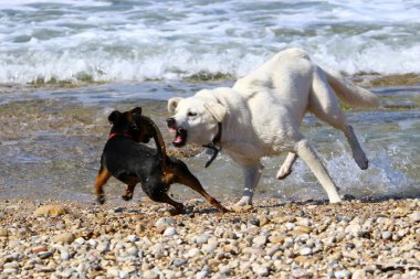 bir köpek Akdeniz sahilinde bir yolda 
