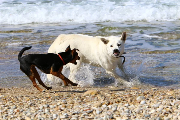 Ένα Σκυλί Για Μια Βόλτα Στις Ακτές Της Μεσογείου — Φωτογραφία Αρχείου