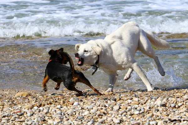 bir köpek Akdeniz sahilinde bir yolda 