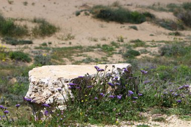 taşlar ve kabukları Akdeniz kıyısında yalan 