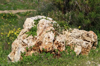 taşlar ve kabukları Akdeniz kıyısında yalan 