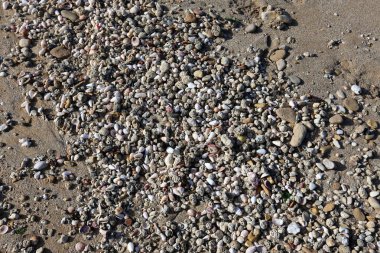 taşlar ve kabukları Akdeniz kıyısında yalan 